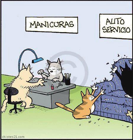 Cosas de gatos
