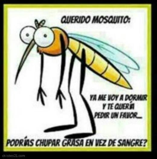 Mosquito