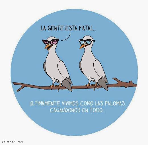 Como palomas