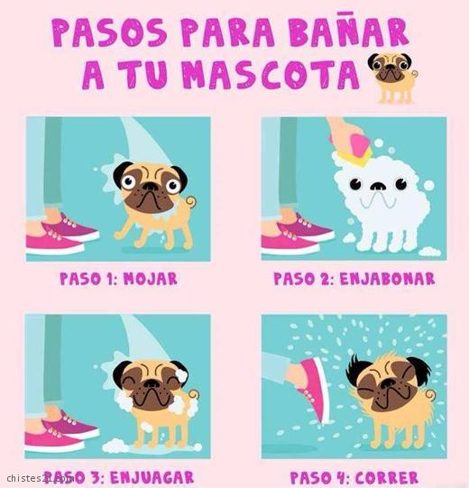 Pasos para bañar a tu mascota