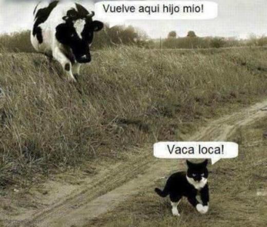 Vaca loca 