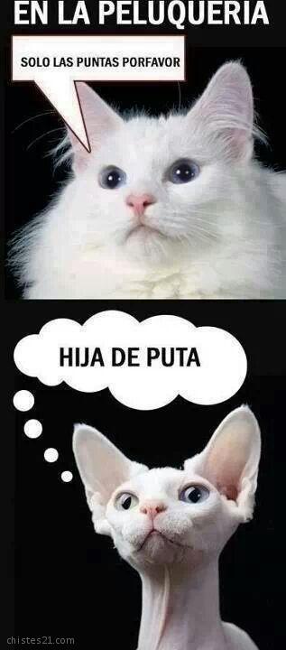 Gatos 