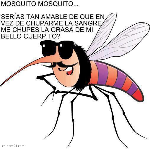 Mosquito