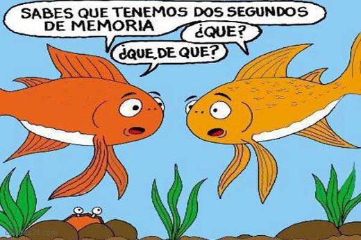 Peces y memoria