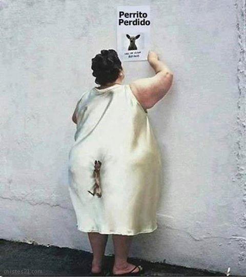 Perrito perdido