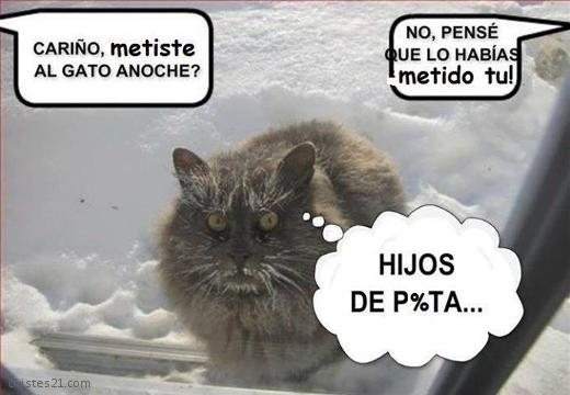 Pobre gatito