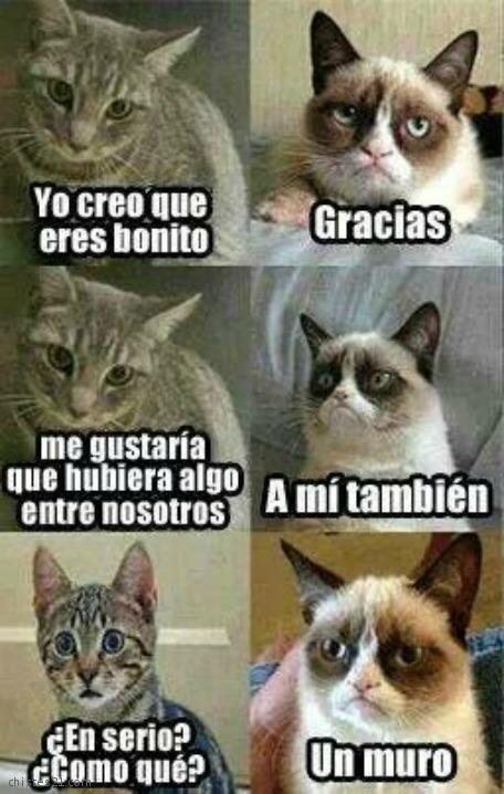 Charla de gatos