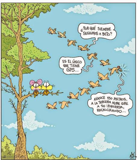 Bandada de pájaros 