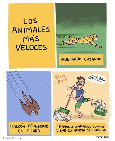 Animales veloces 