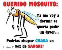 Querido mosquito