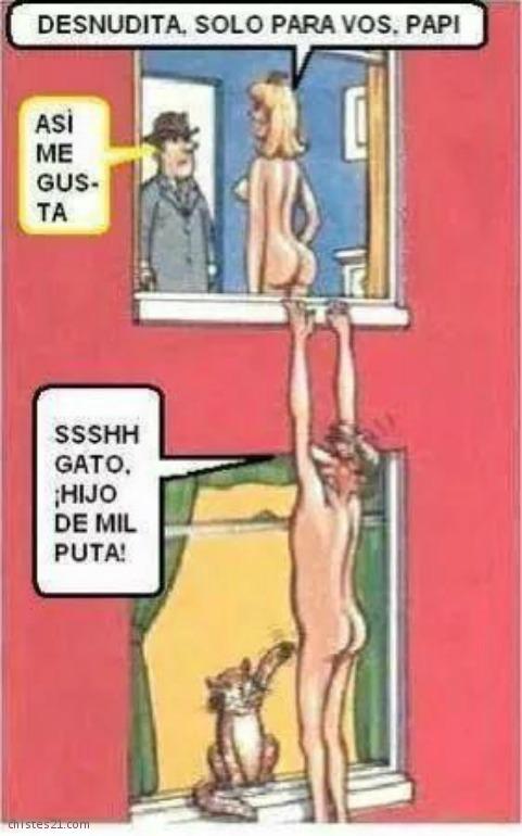 Gato malo