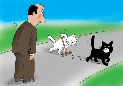 Dos gatos
