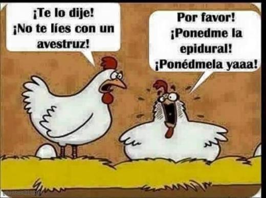 Nacimiento del pollito