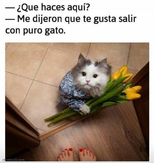 Gato