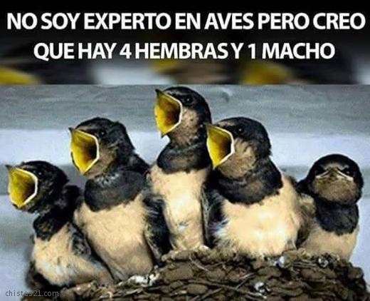 No soy experto pero...