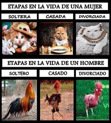 Etapas de la vida