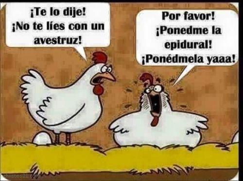 Por liarse con un avestruz 