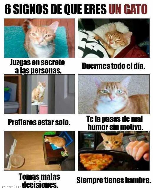 ¿Eres un gato?