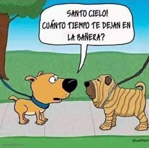 Perros