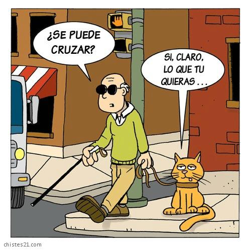 Fea la actitud del gato